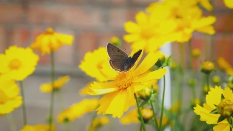 A group of yellow flowers develop in the wind Stock Footage 133199241