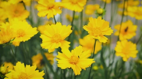 A group of yellow flowers develop in the wind Stock Footage 133199389