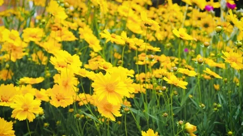 A group of yellow flowers develop in the wind Stock Footage 133199508