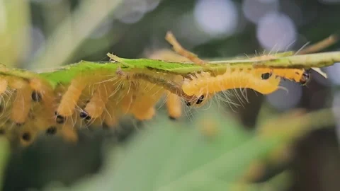 Group of Yellow Hairy Caterpillars Devouring a Green Leaf Stock Footage 332119109