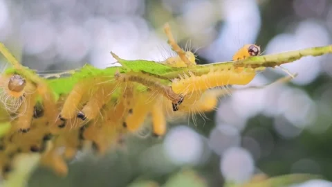 Group of Yellow Hairy Caterpillars Devouring a Green Leaf Stock Footage 332119117