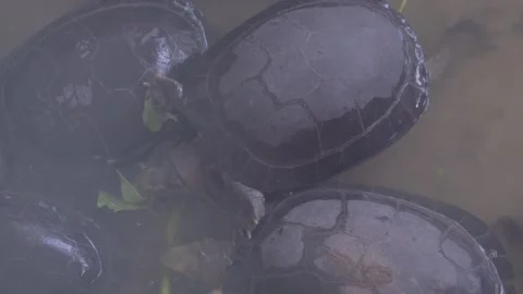 Group of Yellow-Headed Temple Turtles Feeding in Pond 4K Video stock 335587226