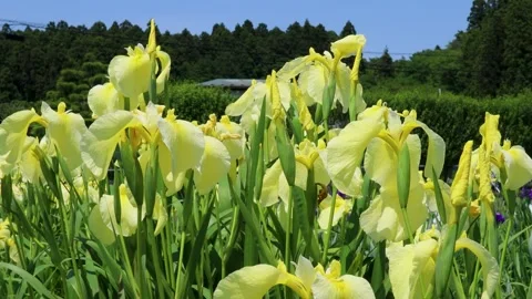 A group of yellow irises Stock Footage 244903866