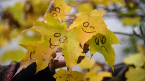 Group of yellow maple leaves with smiling faces Stock Footage 291318808