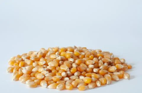 Group of yellow raw sweet corn kernels for popcorn isolated on white Stock Photos