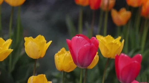 Group of yellow, red and orange tulips swaying in the wind Video stock 303828150
