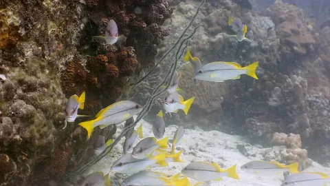A group of yellow tail snapper wondering by the rocks in clear tropical Vidéo 229219895