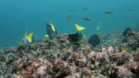 Group of yellow tailed surgeonfish picking food with their mouths. Video stock 221246864