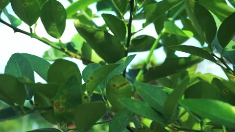 A group of yellowish green lime leaves Stock Footage