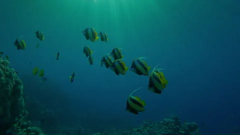 Group of yellows False Moorish idol with two Addis Butterflyfish swim together Video stock 336571957