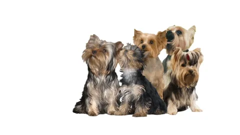 Group of yorkshire terrier on white background Stock Footage 108656687