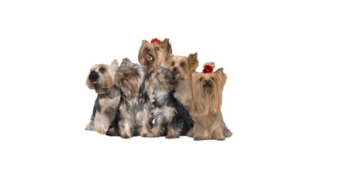 Group yorkshire terrier on a white background Stock Footage 130896117