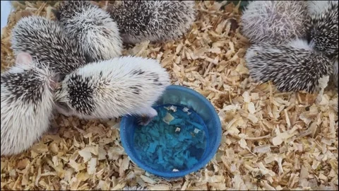 A group of young African pygmy hedgehogs with various quill patterns huddle.. Видео 345264511