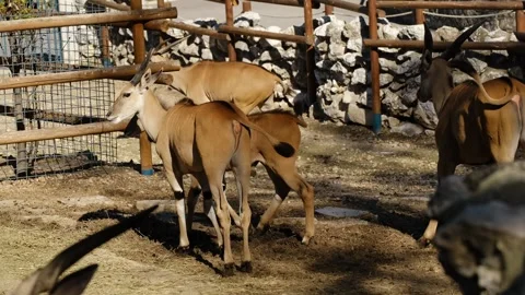 Group of young antelopes moving together inside a fenced zoo enclosure in Stock Footage 325794097