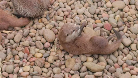 Group of young Asian Short Clawed Otter on ground, outdoor Video stock 312927587