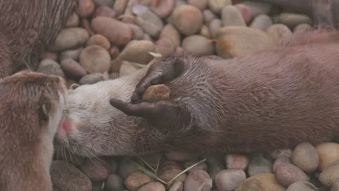 Group of young Asian Short Clawed Otter on ground, outdoor 스톡 동영상 312927608
