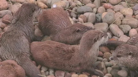 Group of young Asian Short Clawed Otter on ground, outdoor 스톡 동영상 312928006