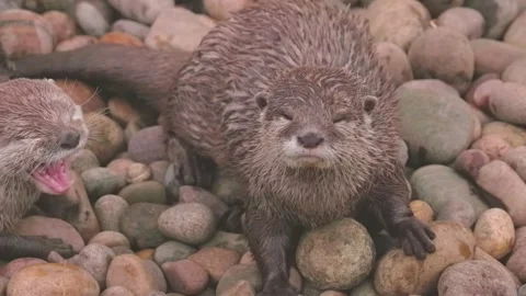 Group of young Asian Short Clawed Otter on ground, outdoor 스톡 동영상 312928078