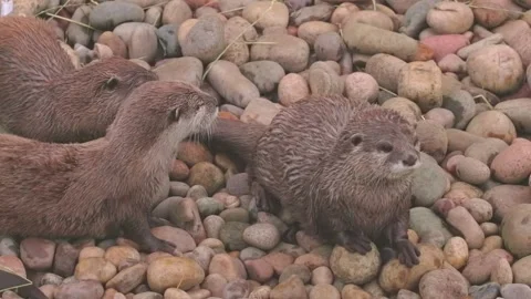Group of young Asian Short Clawed Otter on ground, outdoor 스톡 동영상 312928217