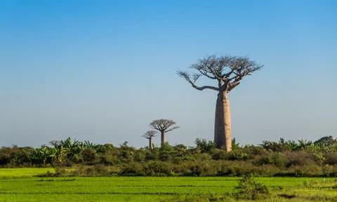 Group of young baobabs at dusk Stock Photos