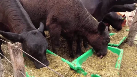 Group of young black Angus cows eating in feeders. 4K 60fps Stock Footage 290464397
