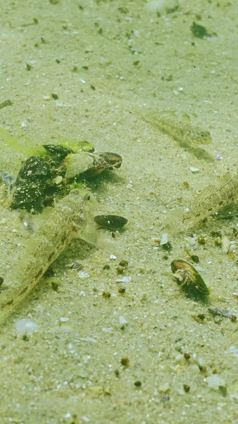 Group of young Black Goby (Gobius niger) inspect shellfish on sandy bottom in Stock Footage 338023245