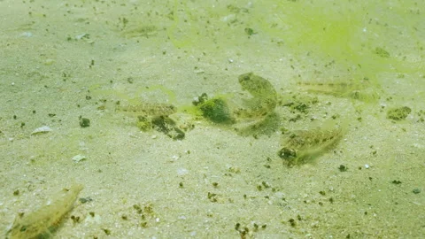 Group of young Black Goby (Gobius niger) cause commotion due to food on sandy Stock Footage 339370045