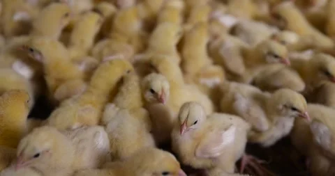 A group of young broiler chickens at a poultry farm, yellow chickens of a meat Stock-Footage 313853045