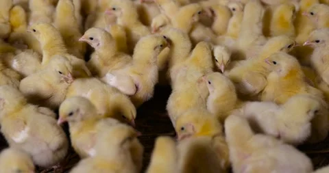 A group of young broiler chickens at a poultry farm, small yellow chickens of a Stock-Footage 314086688