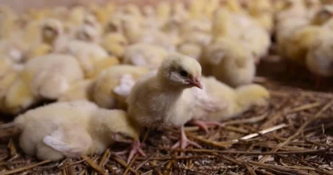 A group of young broiler chickens at a poultry farm, yellow chickens of a meat Stock Footage 318214997