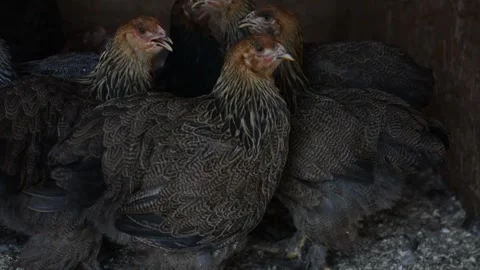 A group of young brown chickens stands closely together inside a poultry coop 動画素材 343298057