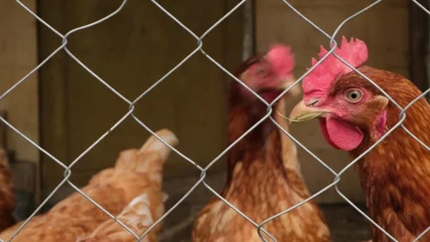Group of young brown hens walking behind the corral. Organic chicken farm Stock Footage 281427029
