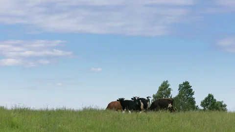 Group of young calves standing on a grassy hilltop against a bright sky, 스톡 동영상 344162148