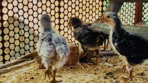 A group of young chicks Stock Footage 311638299