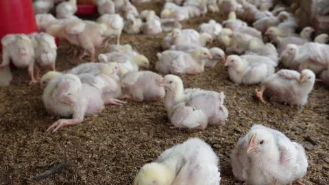 Group of Young Chicks Video stock 333918781