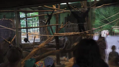 Group of young children look through the glass as little chimpanzees frolic in a Stock Footage 133576763