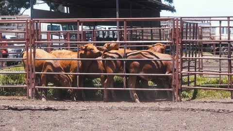 Group of young cows huddled together in tight confinement waiting to be brand Stock Footage 87574254