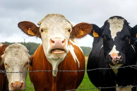 A group of young cows Stock Photos