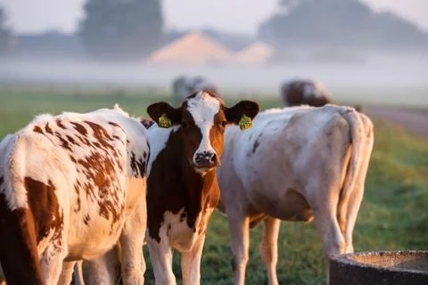 Group of young cows standing at drinking well with morning mist. Geesteren. G Stock Photos