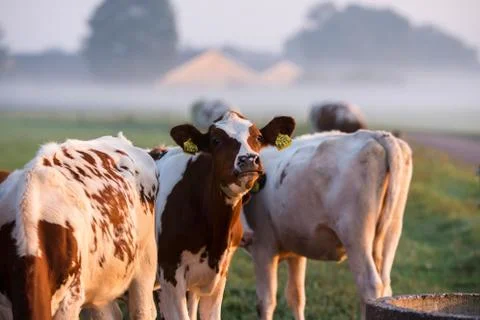 Group of young cows standing at drinking well with morning mist. Geesteren. G Stock Photos