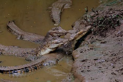 Group Of  Young Crocodiles Stock Photos