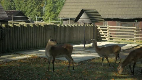 Group of young deers Stock Footage 172418420