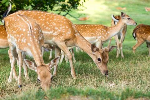 Group of young deers Foto stock