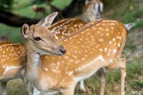 Group of young deers Foto stock