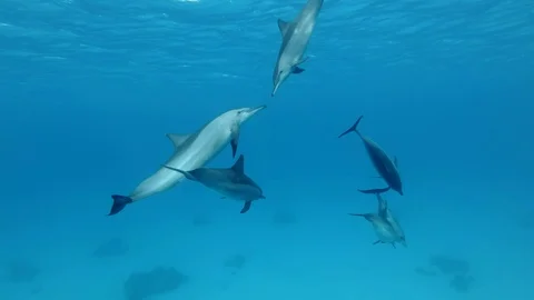 Group of young dolphins playing under surface in blue water. Slow motion, Stock Footage 104903519