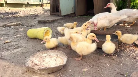 A group of young ducklings and two old white ducks Stock Footage 205527366