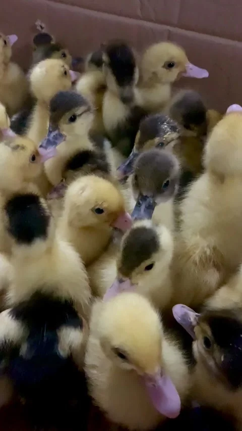 Group of Young Ducklings in a Brooder Box Vídeos de archivo 337284147