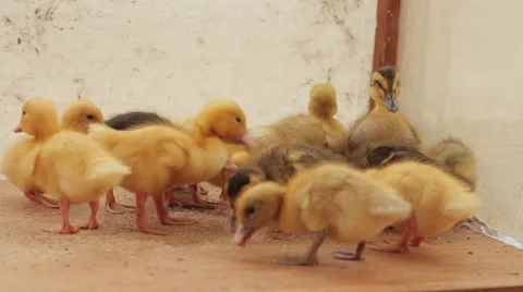 A group of young ducklings Stock-Footage 53198502