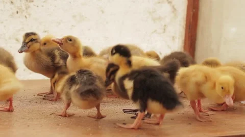 A group of young ducklings Stock Footage 53198524