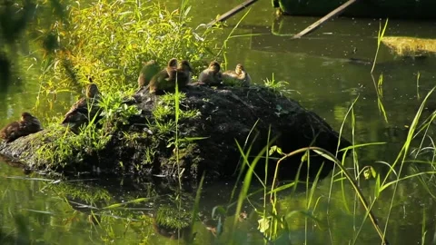 A group of young ducks give up on an islet Stock Footage 133635913